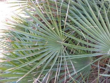 Fotografia da espécie Chamaerops humilis