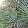 Fotografia 17 da espécie Chamaerops humilis do Jardim Botânico UTAD