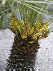 Fotografia da espécie Chamaerops humilis