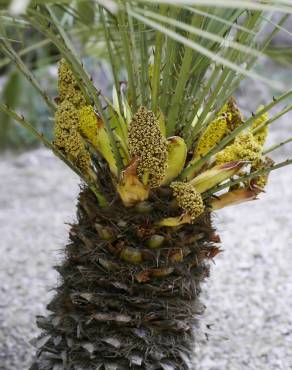 Fotografia 19 da espécie Chamaerops humilis no Jardim Botânico UTAD