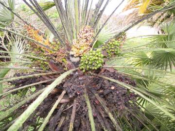 Fotografia da espécie Chamaerops humilis