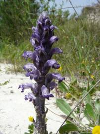 Fotografia da espécie Orobanche lavandulacea