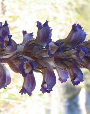 Fotografia 2 da espécie Orobanche lavandulacea no Jardim Botânico UTAD