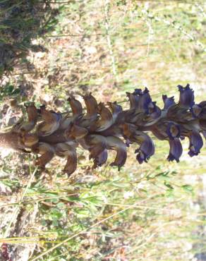 Fotografia 3 da espécie Orobanche lavandulacea no Jardim Botânico UTAD