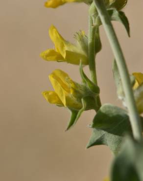 Fotografia 11 da espécie Anthyllis cytisoides no Jardim Botânico UTAD