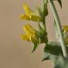 Fotografia 11 da espécie Anthyllis cytisoides do Jardim Botânico UTAD