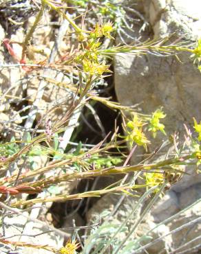 Fotografia 8 da espécie Euphorbia exigua subesp. exigua no Jardim Botânico UTAD