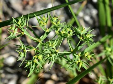 Fotografia da espécie Euphorbia exigua subesp. exigua