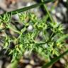 Fotografia 9 da espécie Euphorbia exigua subesp. exigua do Jardim Botânico UTAD