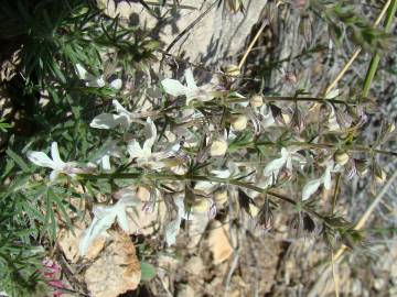 Fotografia da espécie Teucrium pseudochamaepitys