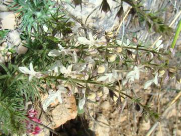 Fotografia da espécie Teucrium pseudochamaepitys