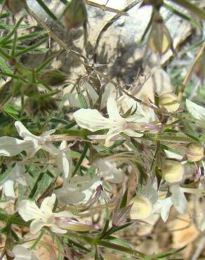 Fotografia 18 da espécie Teucrium pseudochamaepitys no Jardim Botânico UTAD