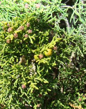 Fotografia 11 da espécie Juniperus phoenicea no Jardim Botânico UTAD