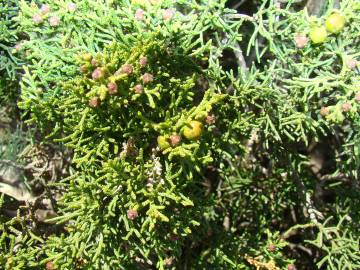 Fotografia da espécie Juniperus phoenicea