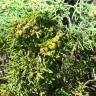 Fotografia 11 da espécie Juniperus phoenicea do Jardim Botânico UTAD