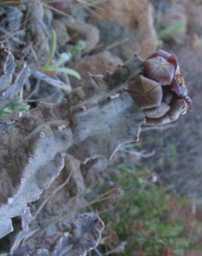 Fotografia 13 da espécie Caralluma europaea no Jardim Botânico UTAD