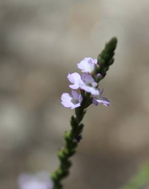 Fotografia 16 da espécie Verbena officinalis no Jardim Botânico UTAD