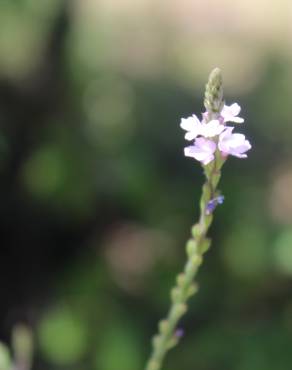 Fotografia 17 da espécie Verbena officinalis no Jardim Botânico UTAD