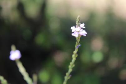 Fotografia da espécie Verbena officinalis