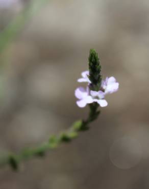 Fotografia 18 da espécie Verbena officinalis no Jardim Botânico UTAD