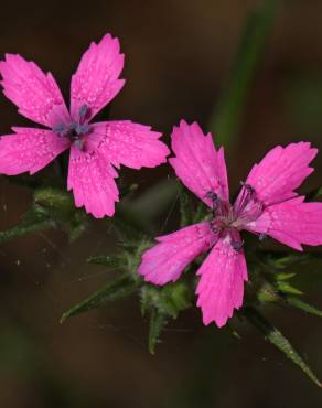 Fotografia 15 da espécie Dianthus armeria subesp. armeria no Jardim Botânico UTAD