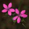 Fotografia 15 da espécie Dianthus armeria subesp. armeria do Jardim Botânico UTAD