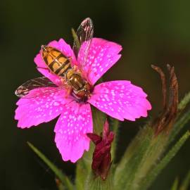 Fotografia da espécie Dianthus armeria subesp. armeria