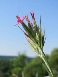 Fotografia da espécie Dianthus armeria subesp. armeria