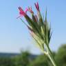 Fotografia 17 da espécie Dianthus armeria subesp. armeria do Jardim Botânico UTAD