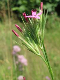 Fotografia da espécie Dianthus armeria subesp. armeria