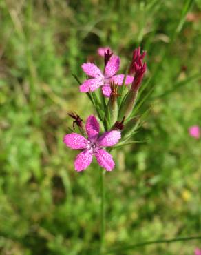 Fotografia 19 da espécie Dianthus armeria subesp. armeria no Jardim Botânico UTAD