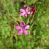 Fotografia 19 da espécie Dianthus armeria subesp. armeria do Jardim Botânico UTAD