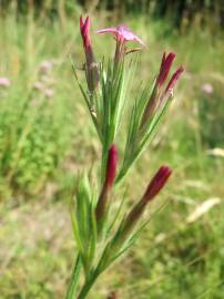 Fotografia da espécie Dianthus armeria subesp. armeria