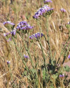 Fotografia 14 da espécie Limonium sinuatum no Jardim Botânico UTAD