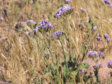 Fotografia da espécie Limonium sinuatum