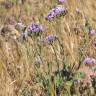 Fotografia 14 da espécie Limonium sinuatum do Jardim Botânico UTAD