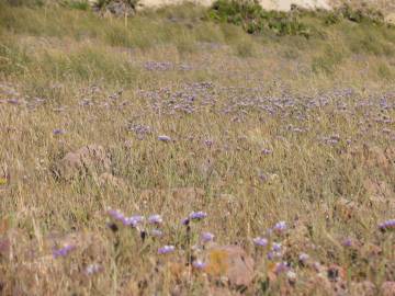 Fotografia da espécie Limonium sinuatum