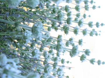 Fotografia da espécie Sideritis hirsuta subesp. hirsuta