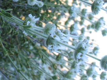 Fotografia da espécie Sideritis hirsuta subesp. hirsuta