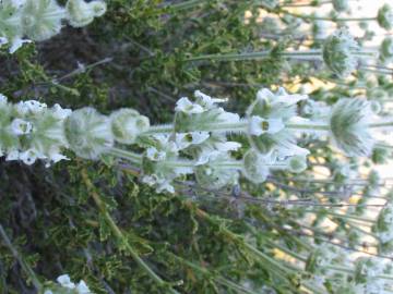 Fotografia da espécie Sideritis hirsuta subesp. hirsuta