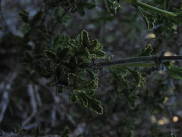 Fotografia da espécie Sideritis hirsuta subesp. hirsuta