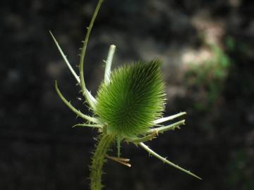 Fotografia da espécie Dipsacus fullonum