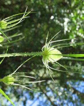 Fotografia 14 da espécie Dipsacus fullonum no Jardim Botânico UTAD