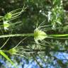 Fotografia 14 da espécie Dipsacus fullonum do Jardim Botânico UTAD