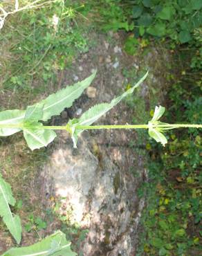 Fotografia 13 da espécie Dipsacus fullonum no Jardim Botânico UTAD