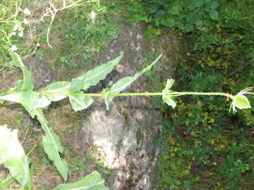 Fotografia da espécie Dipsacus fullonum