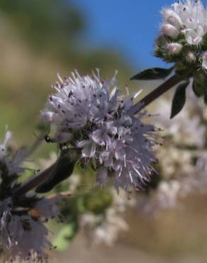 Fotografia 13 da espécie Mentha pulegium no Jardim Botânico UTAD