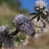 Fotografia 13 da espécie Mentha pulegium do Jardim Botânico UTAD