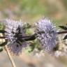 Fotografia 14 da espécie Mentha pulegium do Jardim Botânico UTAD