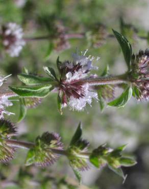 Fotografia 16 da espécie Mentha pulegium no Jardim Botânico UTAD